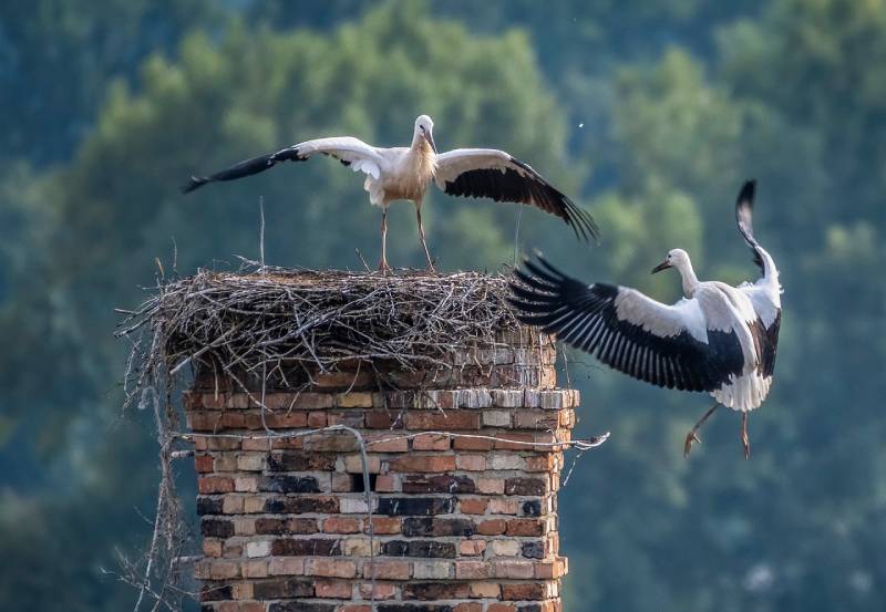 Professional Chimney Animal Removal Services in Carol Stream, Illinois