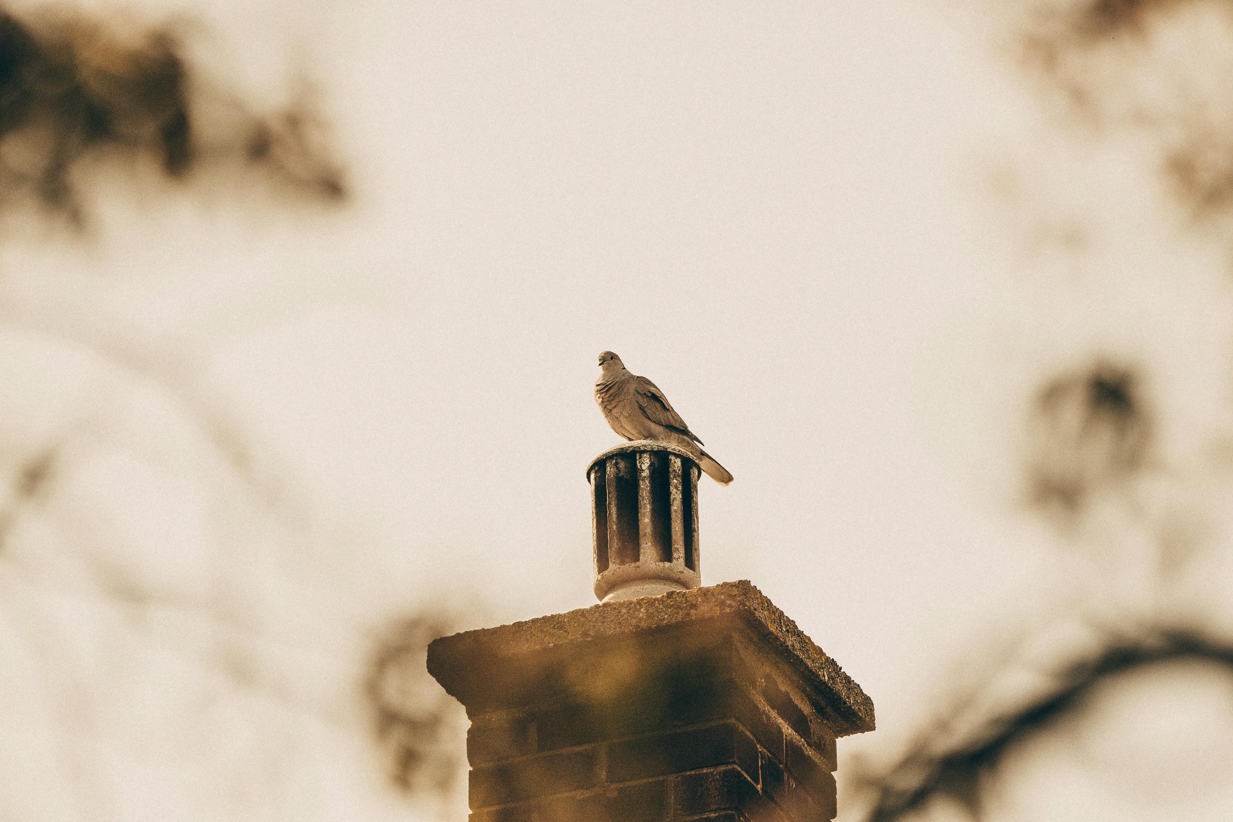 Expert Chimney Cap Installation in Carol Stream, Illinois